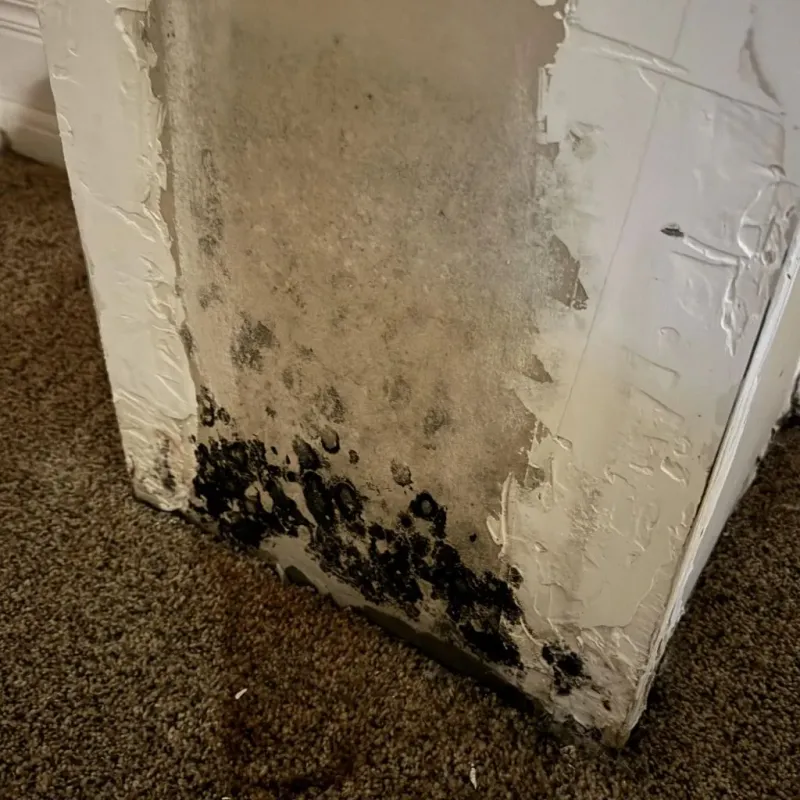Professional Mold Removal in Lakeland, FL